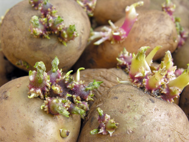 发芽土豆的特写图片下载