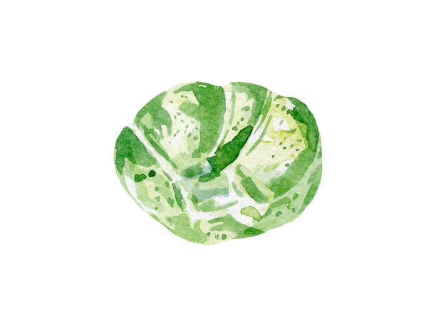白色背景上手绘水彩新鲜球芽甘蓝插画素材图片