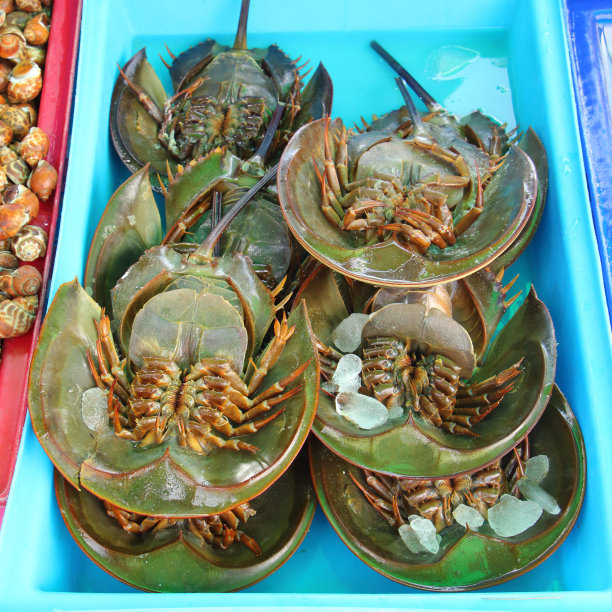 新鲜马蹄蟹图片下载