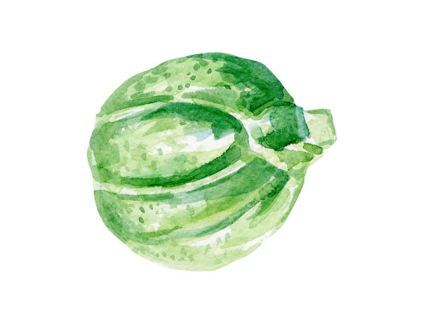 白色背景上手绘水彩新鲜球芽甘蓝插画素材图片