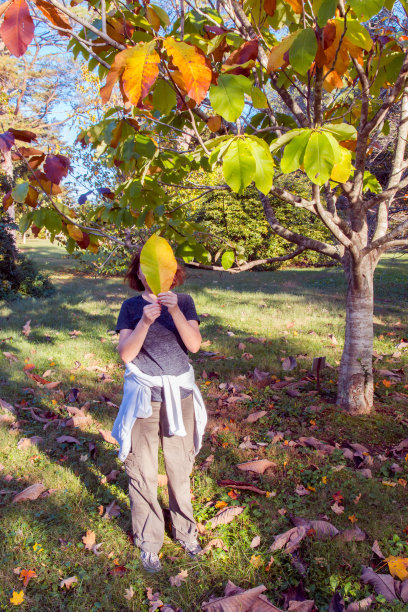 秋天的公园里有一片大树叶。图片下载