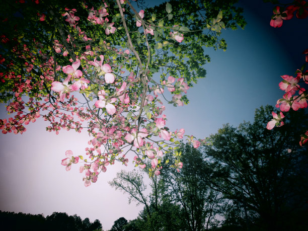 山茱萸装饰图案图片下载