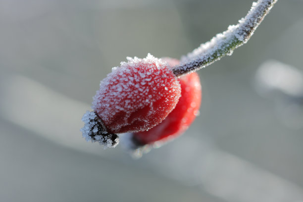 冰冻的野生玫瑰果在12月的阳光早晨图片下载