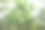 自然背景。抽象模糊的夏季绿色散景图片下载