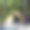黄色帐篷掩映在棕榈树下图片下载