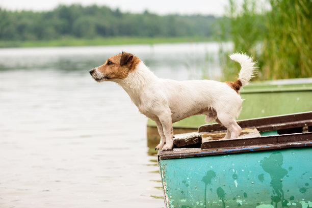 夏日场景:湿狗站在河船上图片下载