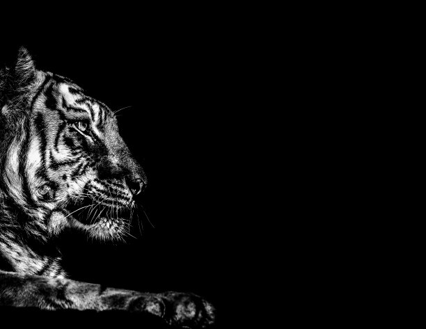 bw老虎图片下载