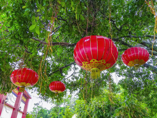 悬挂在树上的中国灯笼素材图片