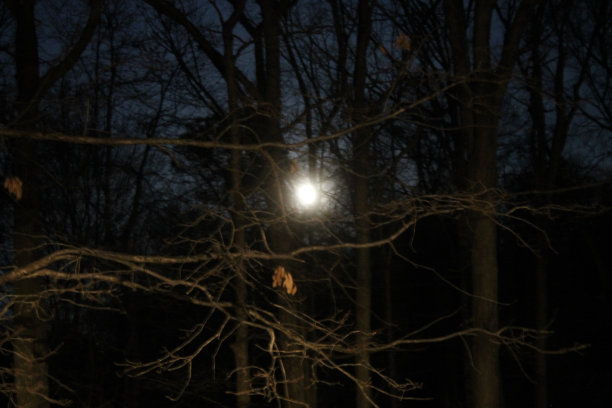 皎洁的月光穿过树林图片下载