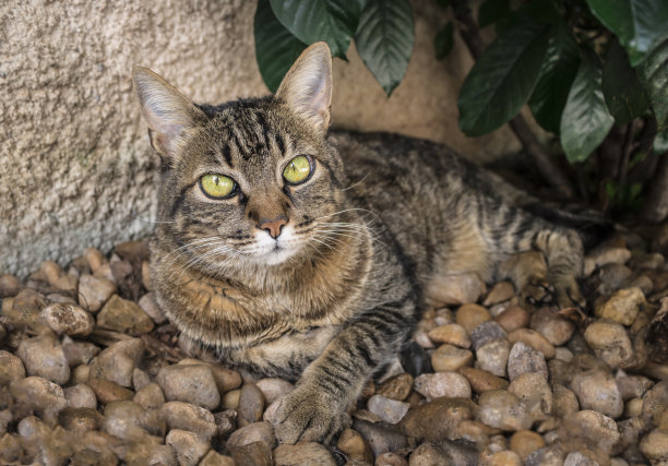 花斑猫在花园里图片下载