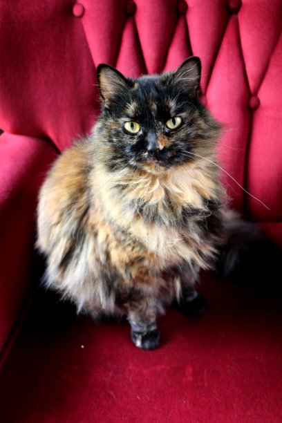 五颜六色的猫调色板图片下载