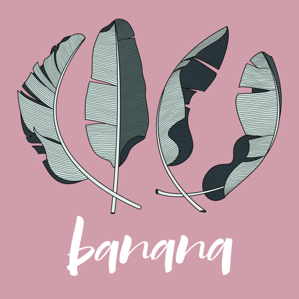 芭蕉叶设计元素为热带主题图片下载