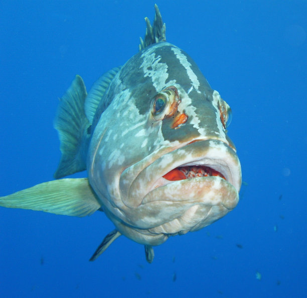 拿骚石斑鱼特写加勒比小开曼群岛西印度群岛图片下载