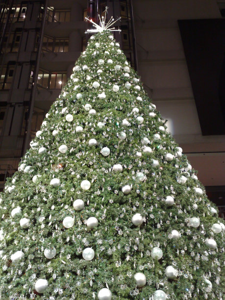 大的圣诞树图片下载