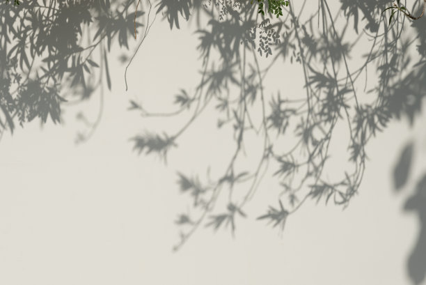 树枝照片素材ID：163543444