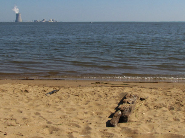 海滩上的一根木材图片下载