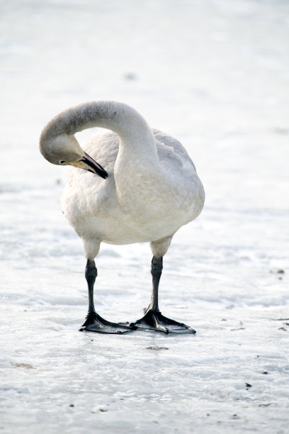 大天鹅图片下载