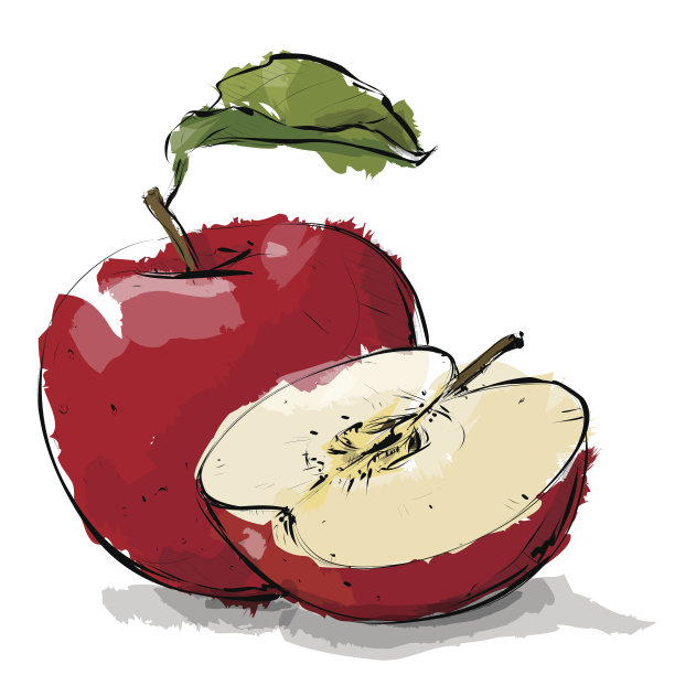 手绘的苹果。图片下载