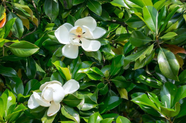 白色的玉兰花图片下载