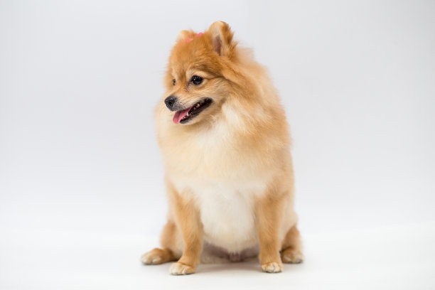波美拉尼亚的狗图片下载