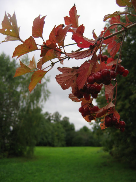 群荚莲属的植物图片下载
