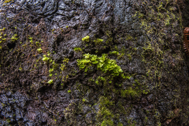 植物正生长在木炭树皮上图片下载
