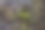 植物正生长在木炭树皮上图片下载