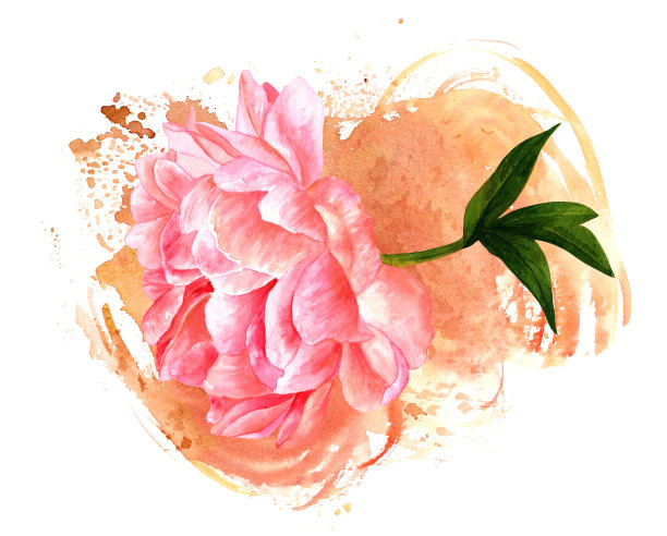 水彩画的粉红色牡丹花与深褐色的纹理素材图片