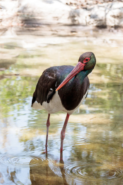 黑鹳——黑鹳——下午在岸边的一个池塘里图片下载