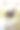 黑鹳——黑鹳——下午在岸边的一个池塘里图片下载
