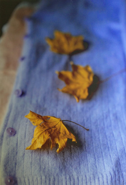 淡紫色的叶子图片下载