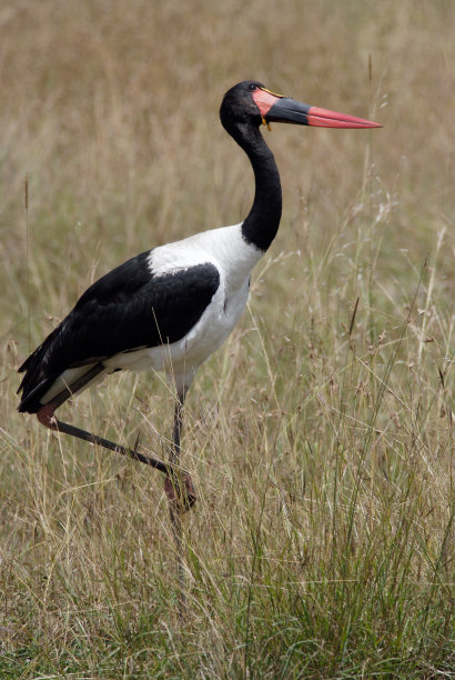 照片红头鹤单脚站立图片下载