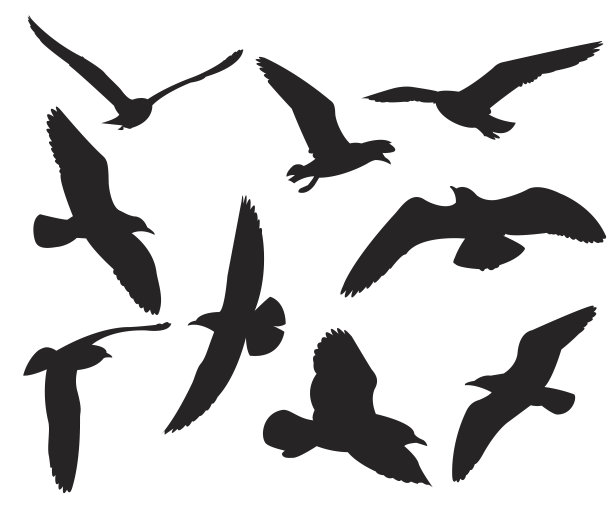 海鸥的轮廓在白色的背景上图片下载