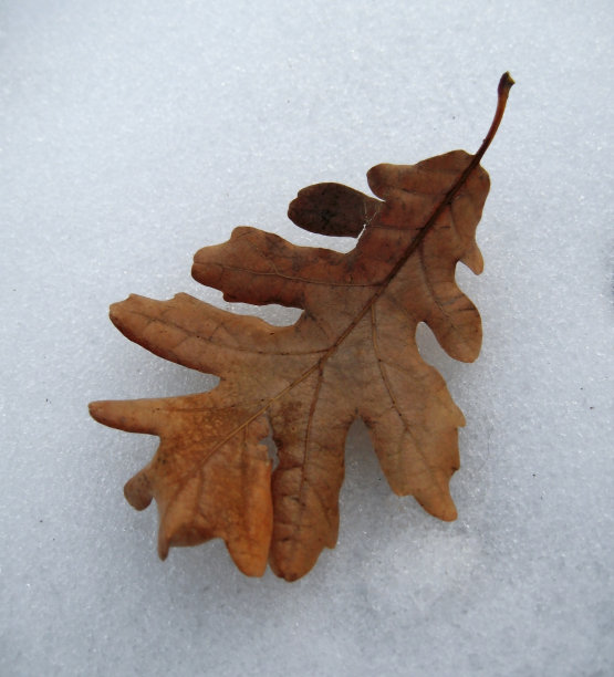 黄色的橡树落叶落在雪壳上图片下载