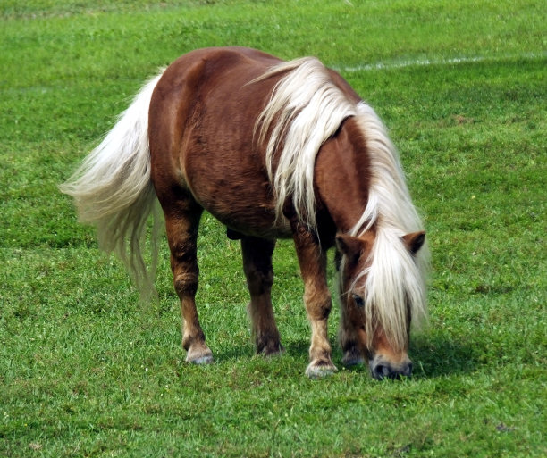 迷你马图片下载