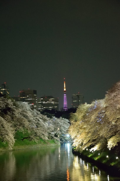 东京的樱花照明图片下载