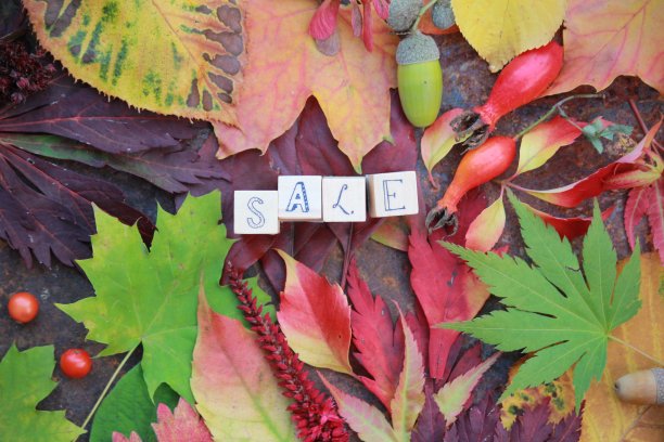 秋叶背景图片下载