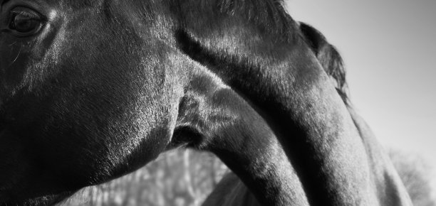 黑马的头和脖子图片下载