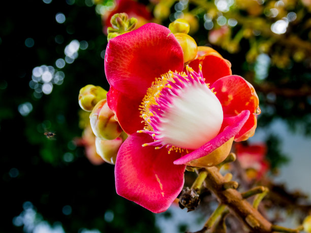 萨拉万花图片下载