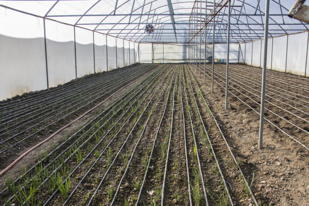 一排排绿色植物在现代农场种植莴苣图片下载