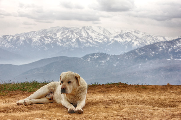 一只狗在山的后面，HDR图片下载