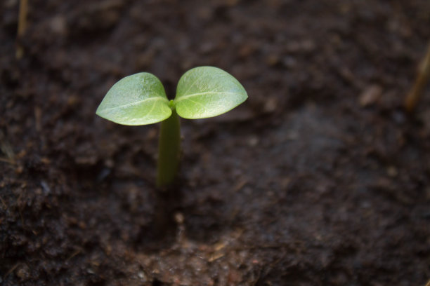 幼苗图片下载