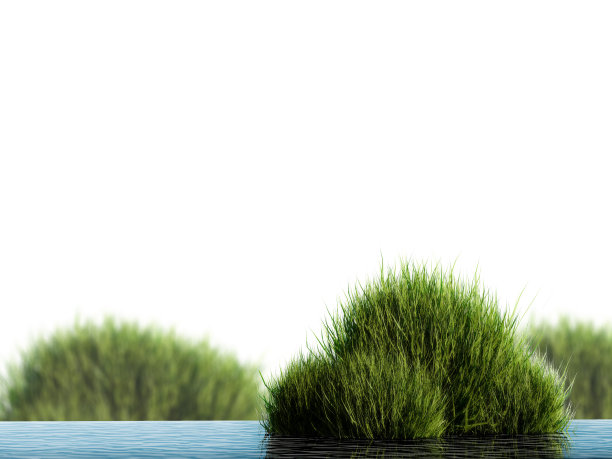 水生植物图片下载