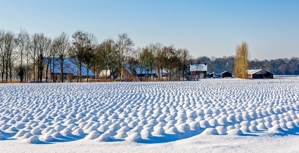 覆盖着雪的薰衣草幼苗图片下载