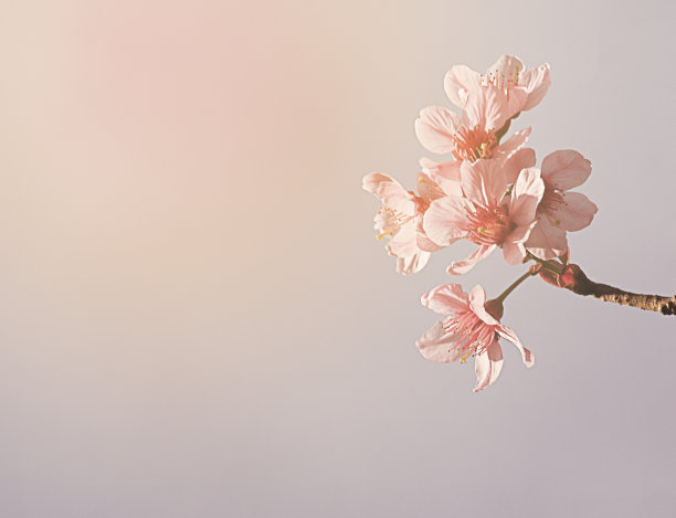 樱花图片素材ID：163638166