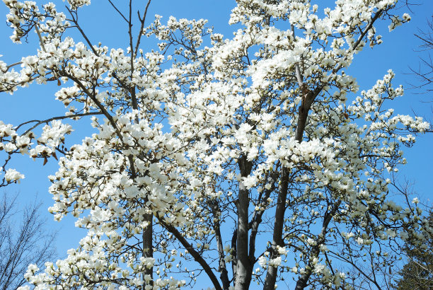 木兰开花图片下载
