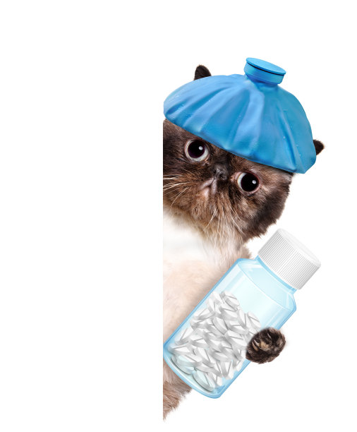 生病的猫。图片下载