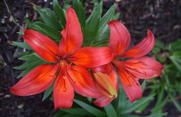 红色和橙色的亚洲百合花图片下载