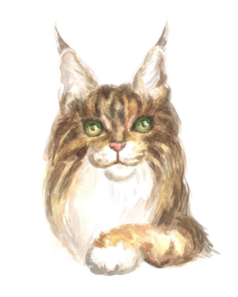 缅因库恩猫图片下载