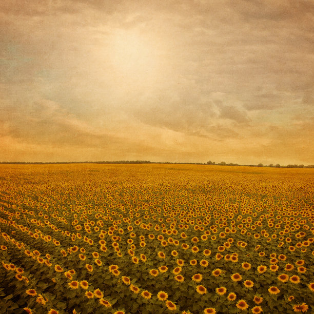 鸟瞰向日葵田。图片下载